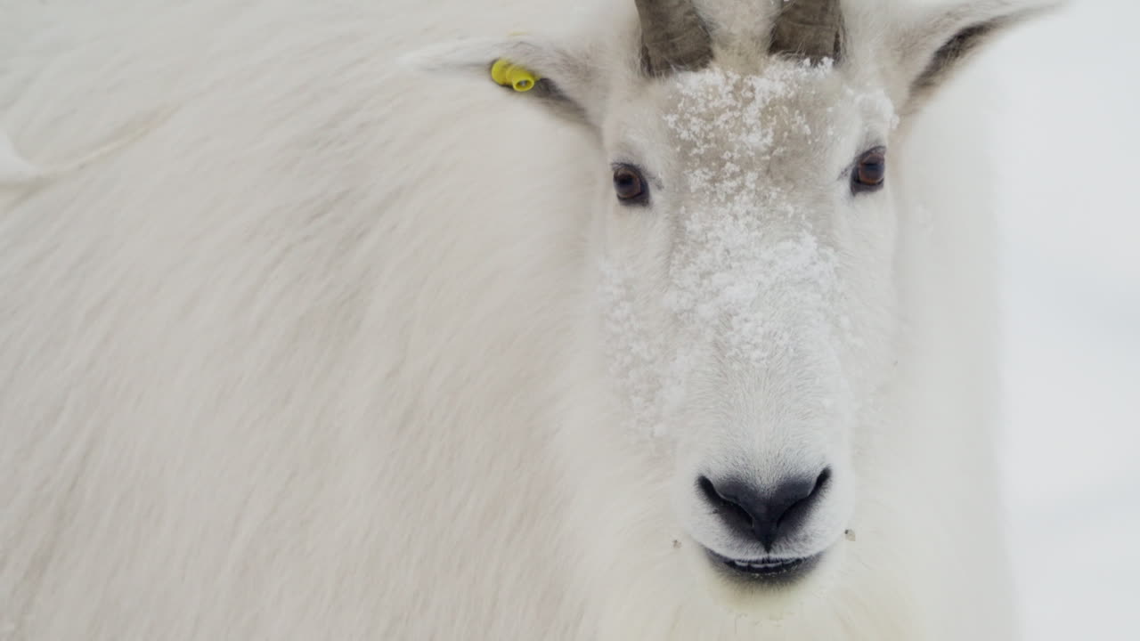 masticando una cabra de montaña durante el invierno en whitehorse, yukon, canadá.