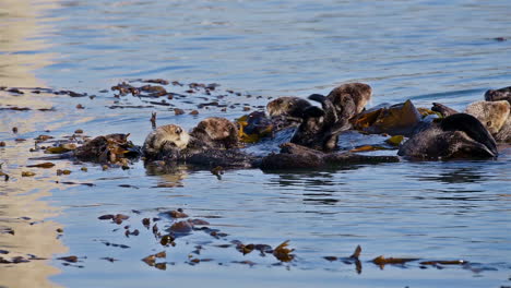 sea otters wach and scrub with seaweed on their backs floating in the sea 1