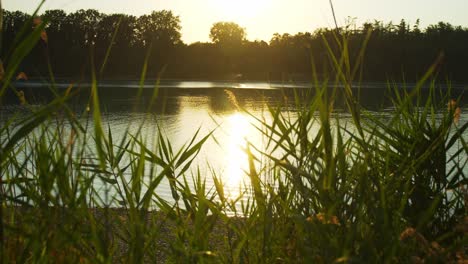 slowmotion of a shiny reflection on water of the sunset, with blurry leaves in the foreground moving in the wind, wide angle