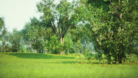 Parque-Muy-Tranquilo-Y-Vacío-En-Medio-Del-Bloqueo-Del-Coronavirus-Covid-19