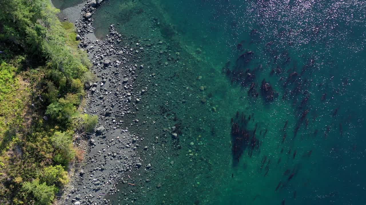 From Sky to Sea: Overhead Drone Shot of Turquoise Inlet Amidst Campbell River's Evergreen Trees