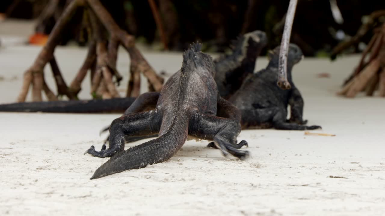 A wild marine iguana walks along the beach on Santa Cruz Island in the Gal&aacute;pagos Islands
