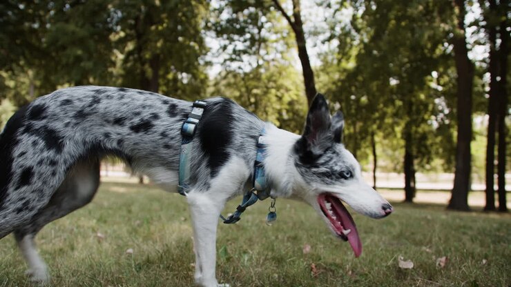 Bellissimo cane al parco.