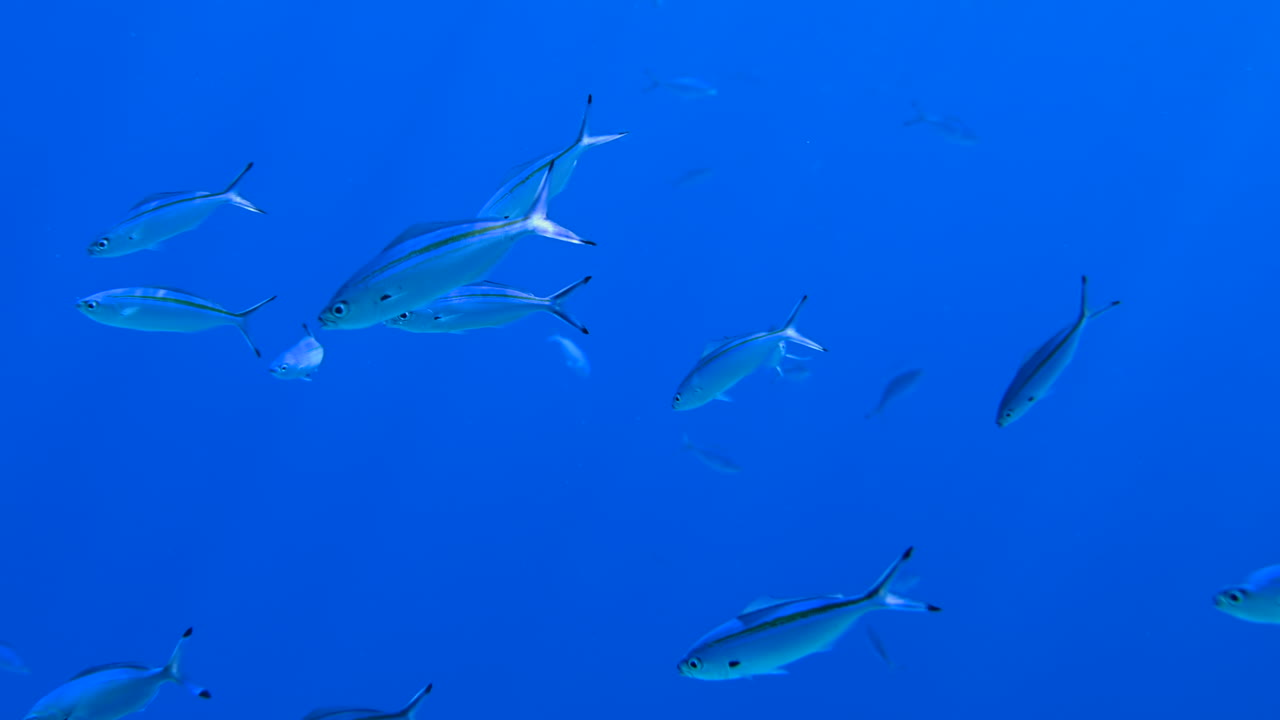 A school of Caesio fish swimming in the red sea