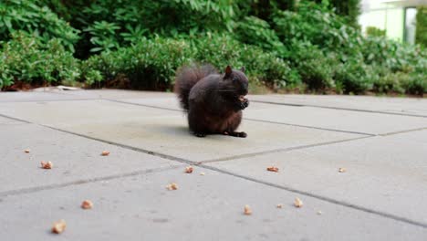 Süßes-Schwarzes-Eichhörnchen,-Das-Nüsse-Im-Hinterhof-Isst