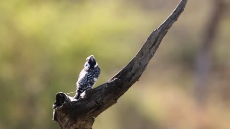 Aufnahmen-Eines-Gescheckten-Eisvogels,-Der-Auf-Einem-Toten-Baum-In-Einem-Natürlichen-See-In-Südafrika-Nach-Fischen-Sucht