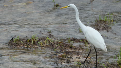 close-up of eastern great egret bird walking hunting in wetlands of kakadu national park, australia