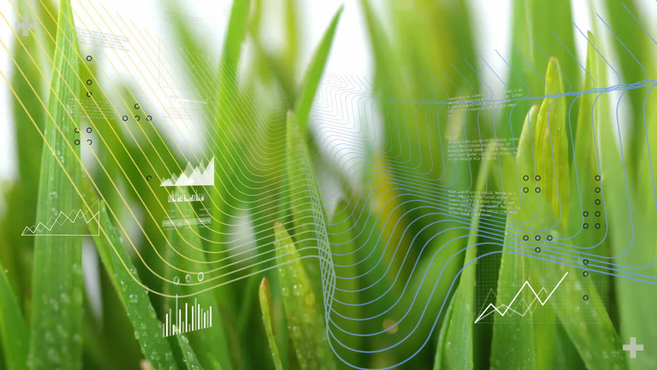 Macro grass blades being covered in dew and being overlaid with colored contour lines and charts