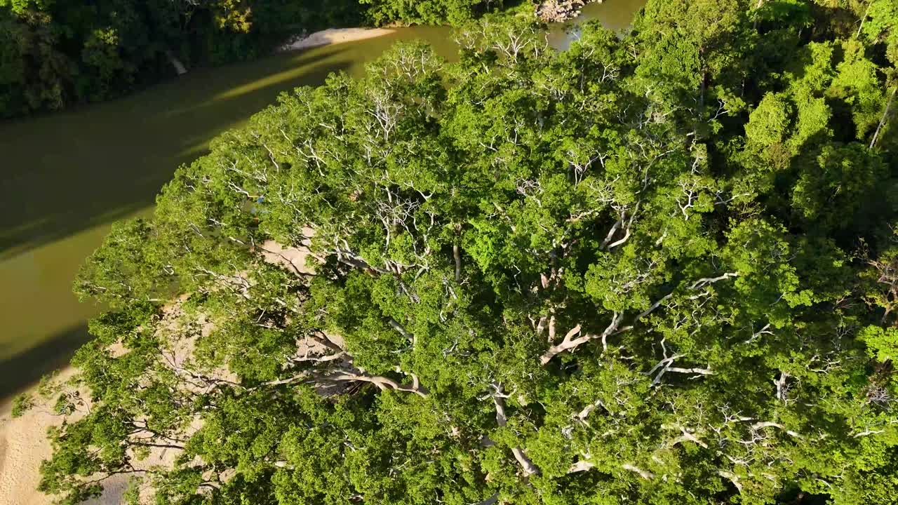 Drone shot of the Koompassia Excelsa, the tallest tree, in Taman Negara, Malaysia. Captures the grandeur of nature and the rainforest canopy.