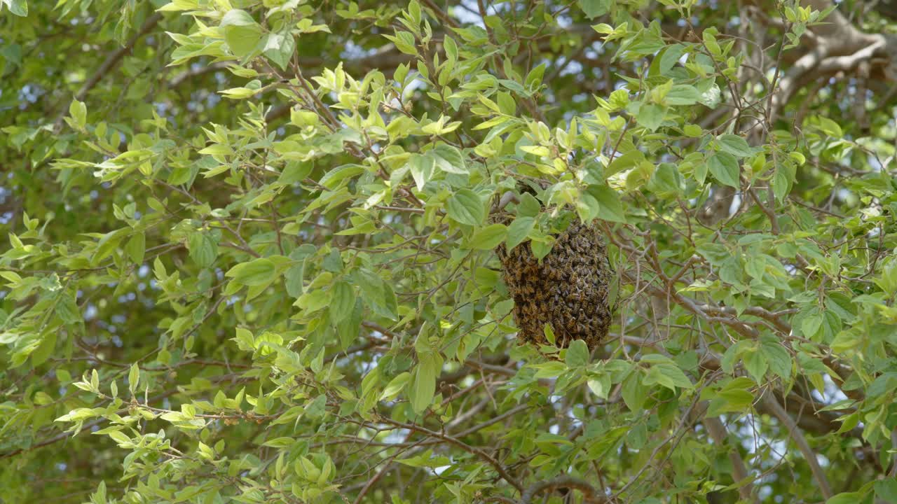 bola de abejas en un ángulo medio ttee