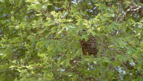 Bienenkugel-In-Einem-Mittleren-Winkel