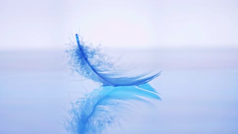 the bird's feather fell on the water surface lightness and tenderness of the fall with slow motion sense