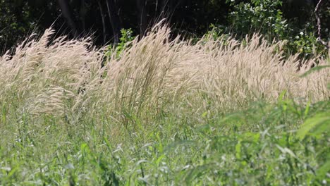 tall grasses moving gently in the breeze.