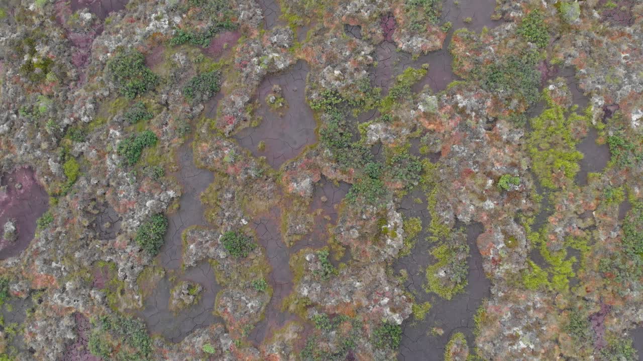 vista superior de la superficie de agua estancada cubierta de algas cubiertas de musgo