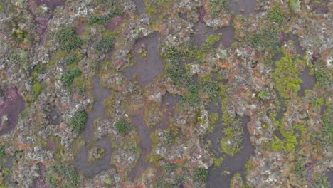 Blick-Von-Oben-Auf-Die-Mit-Moosalgen-Bedeckte-Stehende-Wasseroberfläche