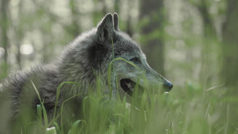 a gray wolf yawning as he stands in a meadow with a small white butterfly flys by