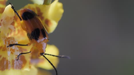 Blasenkäfer-Auf-Gelber-Blumennahaufnahme