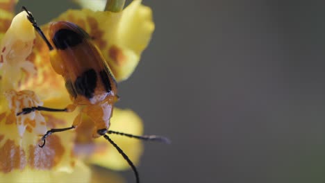 escarabajo de la ampolla en el primer plano de la flor amarilla