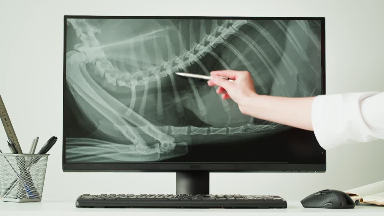 Veterinary X-Ray of a Dog