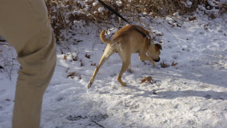 Excited-dog-sniffs-scent-on-walking-trail-in-winter