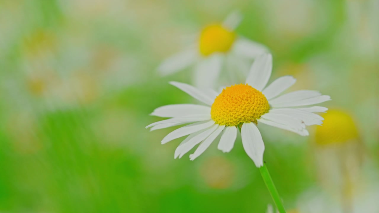 White Daisy with Yellow Center Swaying in a Gentle Breeze