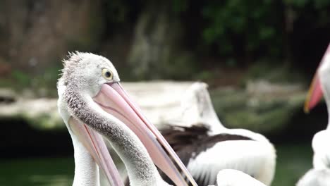 primer plano de los pelícanos australianos que se arreglan con largos picos rosados