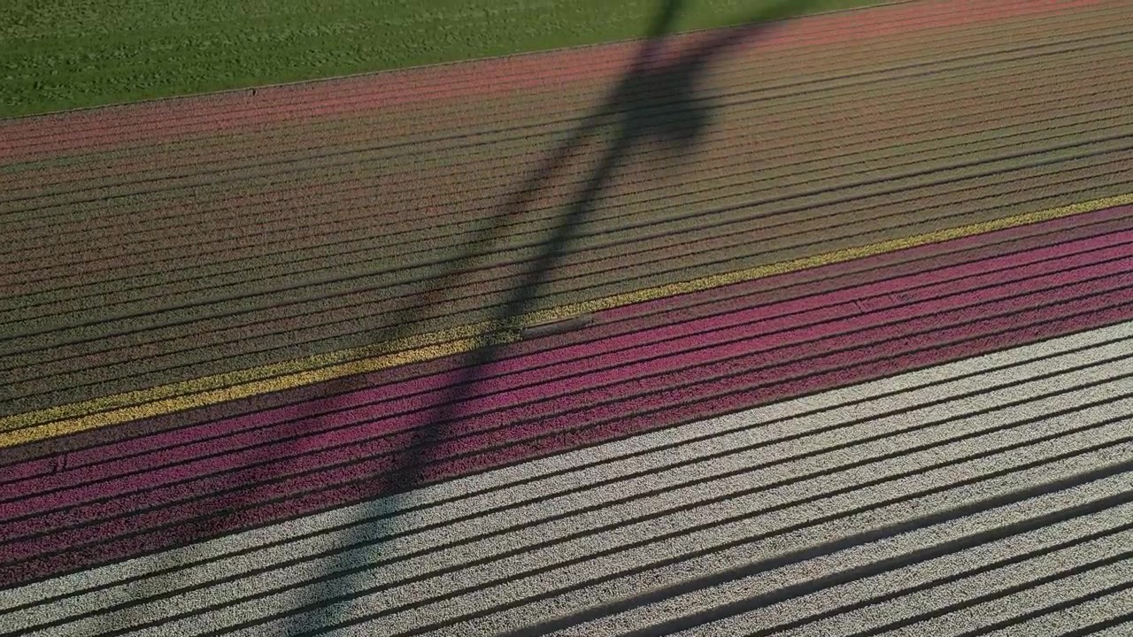 Abstract aerial footage of the shadow of a rotating wind turbine cast over vibrant tulip fields in the Dutch countryside during sunny spring weather.