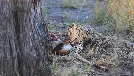 graphic: african leopard eats recently killed impala in the shade