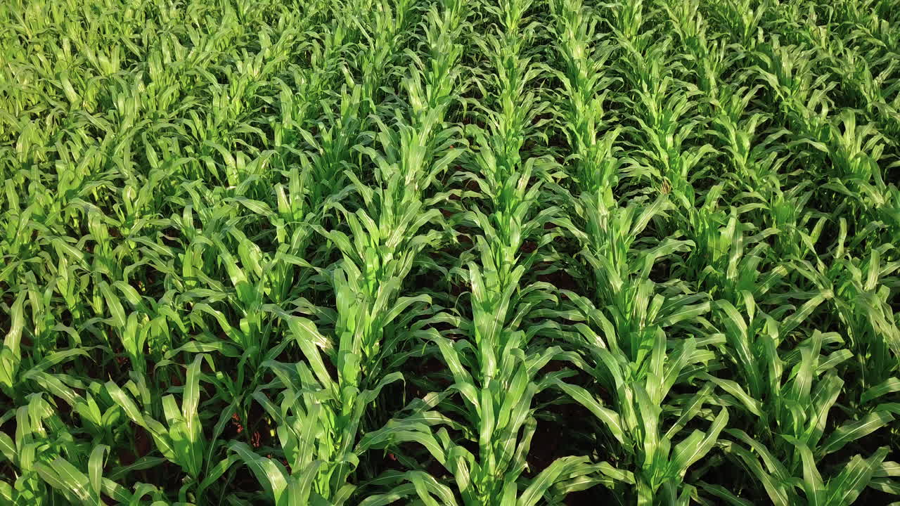 4K Aerial view of cornfield, Corn is a well-known cereal grown in much of the world
