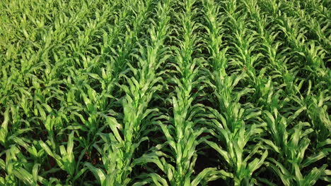 4K-Aerial-view-of-cornfield,-Corn-is-a-well-known-cereal-grown-in-much-of-the-world