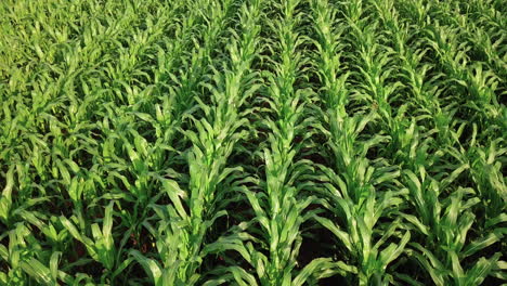 vista aérea de 4k de un campo de maíz, el maíz es un cereal bien conocido que se cultiva en gran parte del mundo