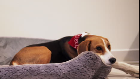 Sad-and-bored-Beagle-Dog