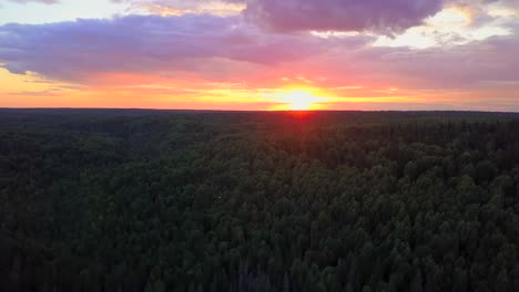 sunset over a pine forest