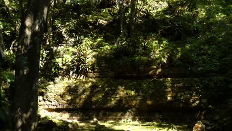 the mayan walls of chacchoben covered by the dense vegetation of the tropical forest, quintana roo, mexico