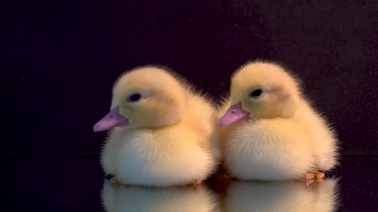Two cute yellow ducklings isolated on black, yawn and peck eachother