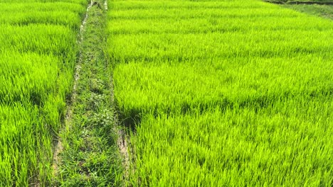 Beautiful-Asian-green-rice-field-farming-cultivation,-high-angle,-pan,-day