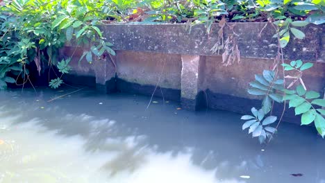 calm water and lush greenery in bangkok canal