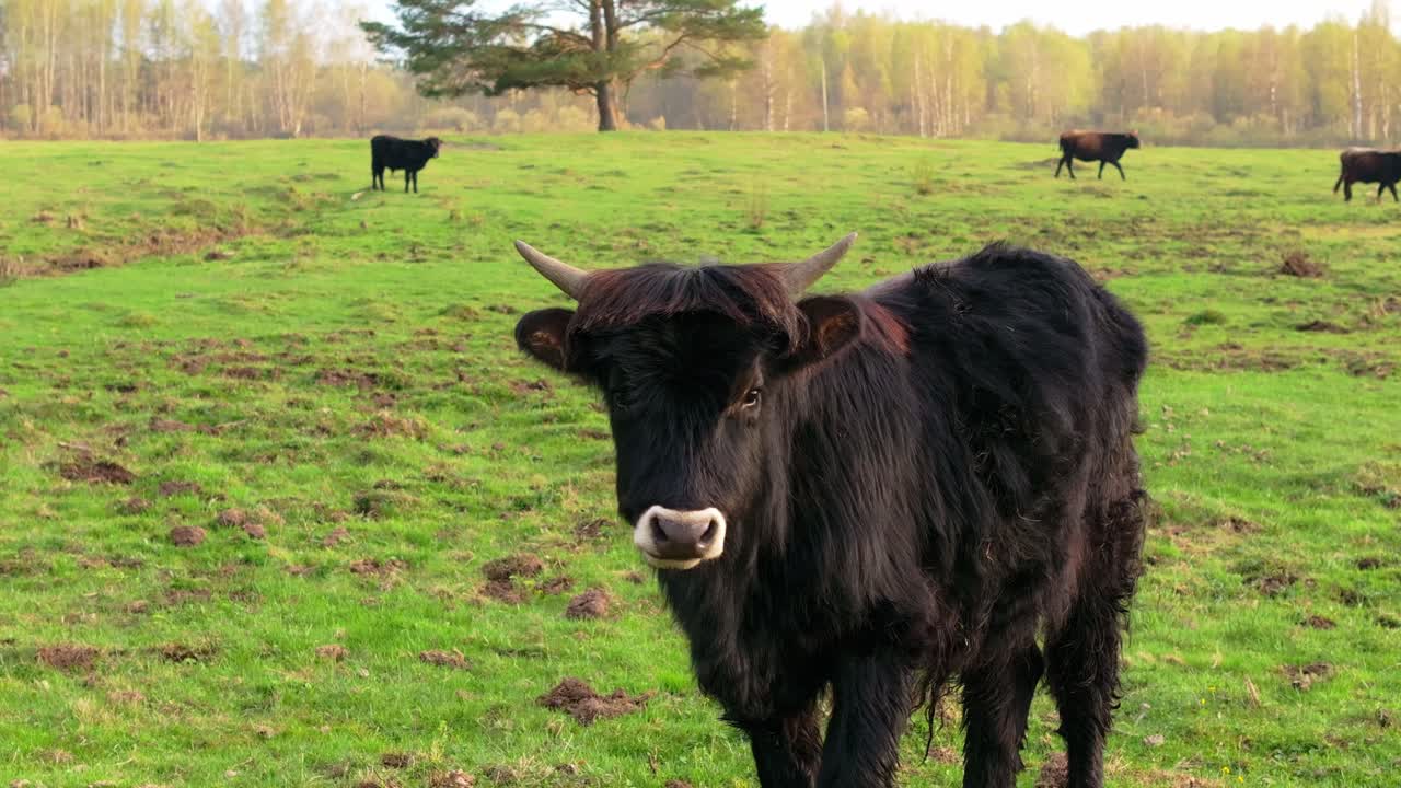 Golden hour lights up lone young bison in open Baltic grassland habitat