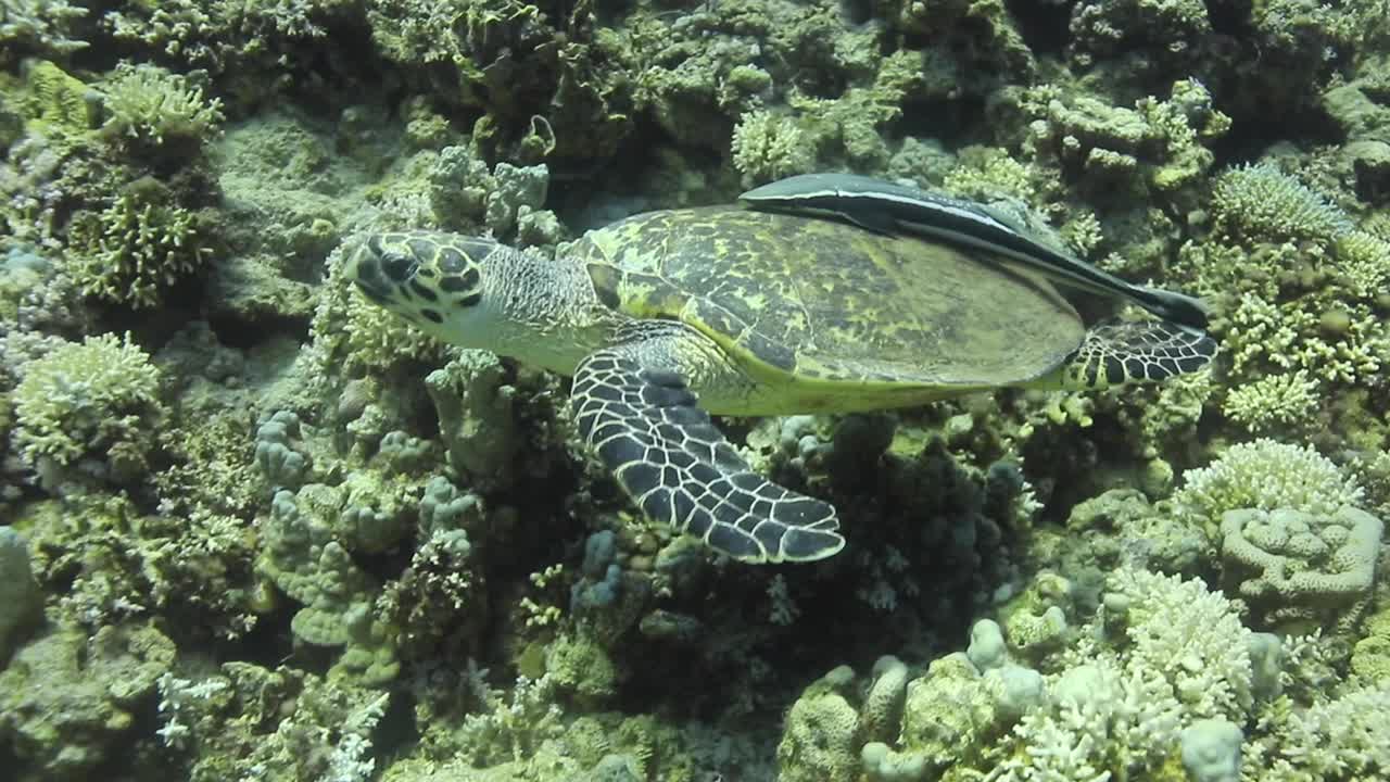 Turtle accompanied by Remora Fish by the Coral Reef of The Red Sea of Egypt shot on 4K