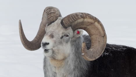 ovis dalli o oveja de cuerno delgado de cerca, whitehorse, yukon, canadá