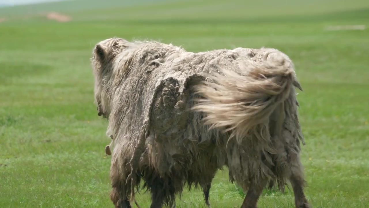 Iaque peludo pastando em um prado verde