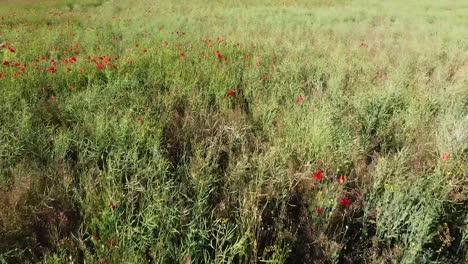 Red-poppy-flowers-in-green-meadow,-low-angle-aerial-view