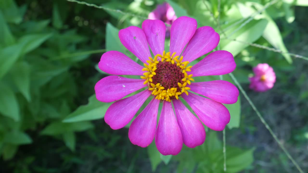 hermosa flor brillante en el jardín. vista superior