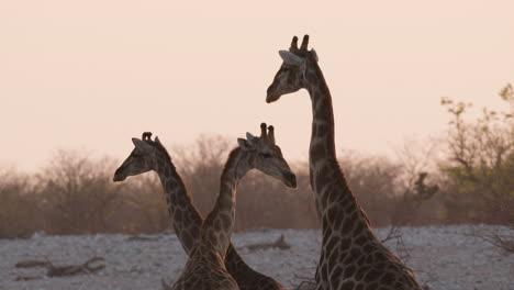 familia de jirafas africanas de pie en la sabana durante el atardecer en áfrica