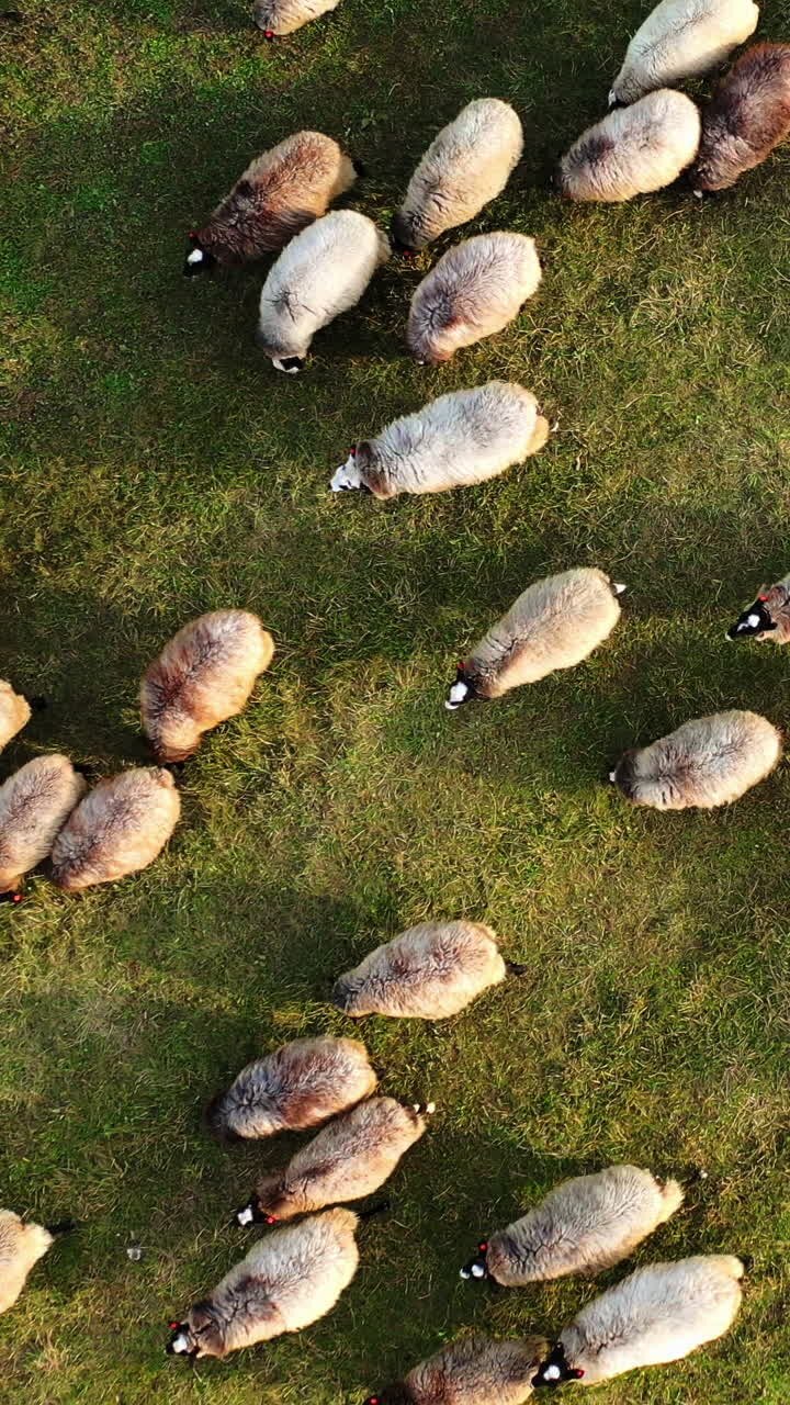 schafe auf einem wiesehintergrund. wollweiße und braune tiere weiden auf dem feld. gruppe von schafen bewegt sich auf grüner weide. top-view. vertikales video