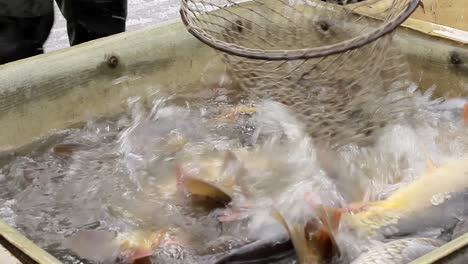 Pescador-Clasificando-Peces-Que-Acaban-De-Ser-Capturados-En-El-Mar-Con-Personas-Imágenes-De-Archivo-Video-De-Archivo