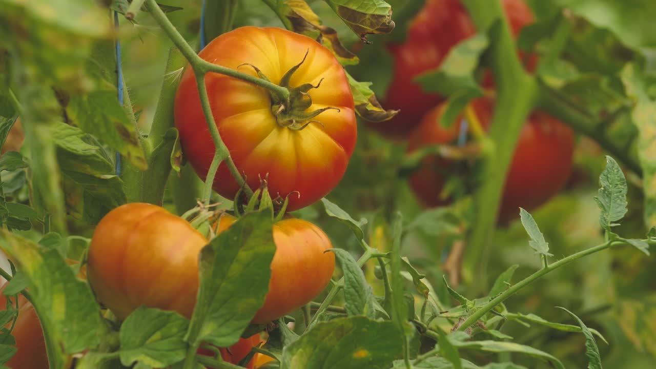 다른 종과 다른 색상의 토마토-1