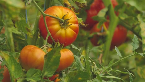 tomatoes in different colors with different species-1