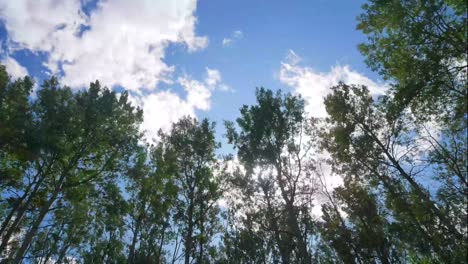 timelapse vista del paisaje del bosque de pinos hasta el cielo con nubes moviéndose en el cielo durante el día de verano en alberta, canadá - parque nacional banff
