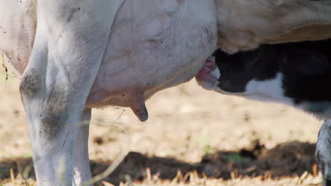 Shot-of-a-newborn-dairy-calf-trying-to-feed-from-its-mother-for-the-fist-time,-bright-daylight